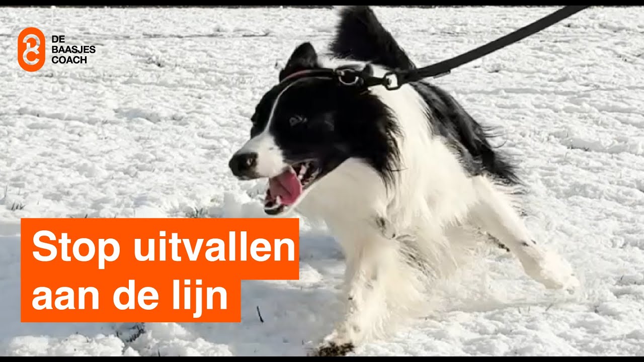 Reactieve Border Collie valt uit naar alles wat beweegt