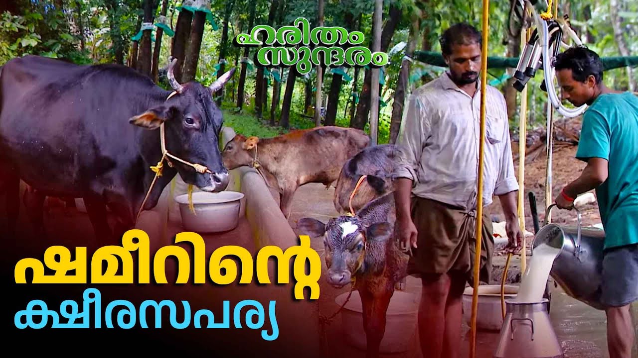 കൊല്ലം കുളപ്പാടം ഇ ടി കെ ഫാമിലെ വിജയക്കാഴ്ചകൾ | ETK Farm | Kollam | Haritham Sundaram EP 491