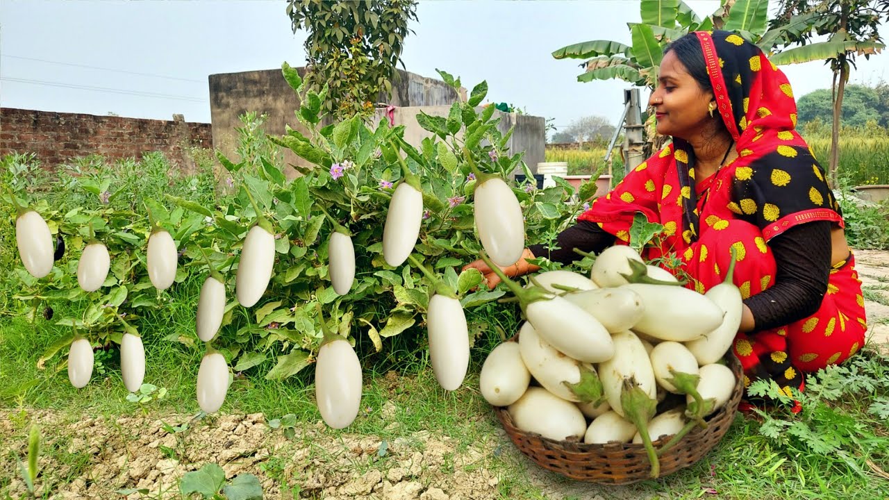 डिस्को 🍆बैगन की ऐसी भरवा कलौंजी एक बार बनाकर खा लोग तो बार बार इसी तरीके से बनाओगे😋