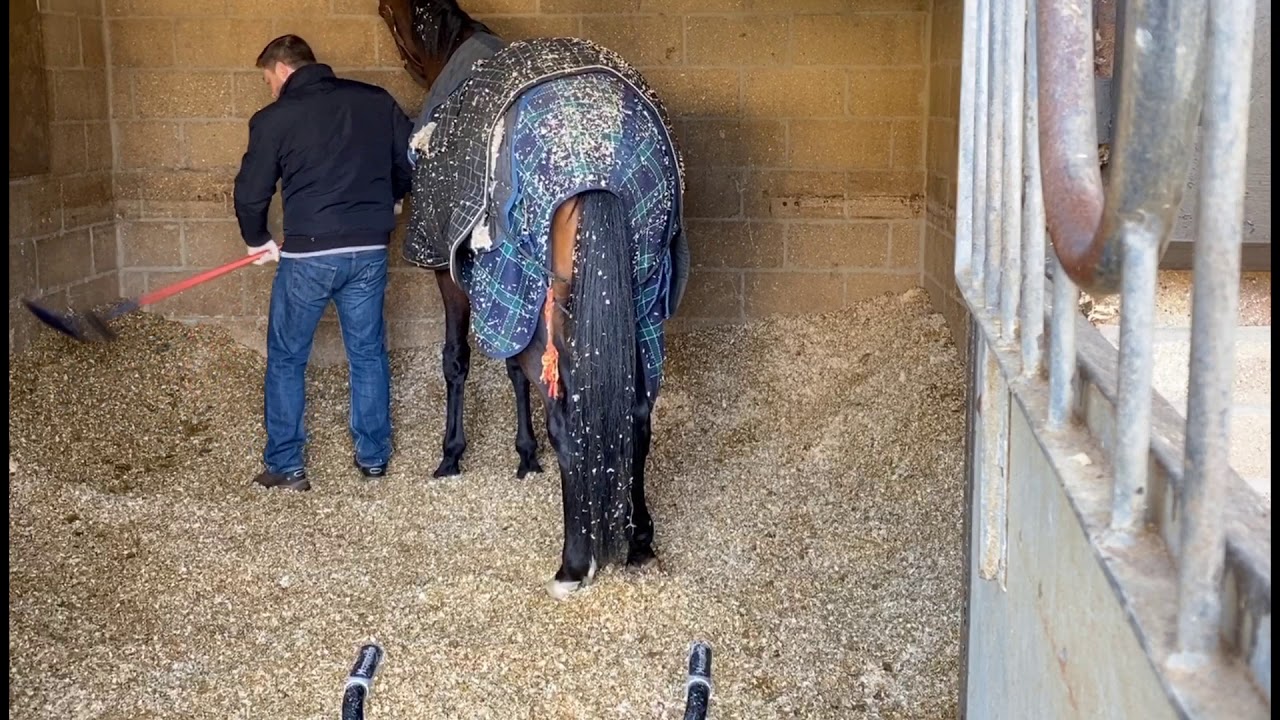 How to muck out a horse on a shavings bed
