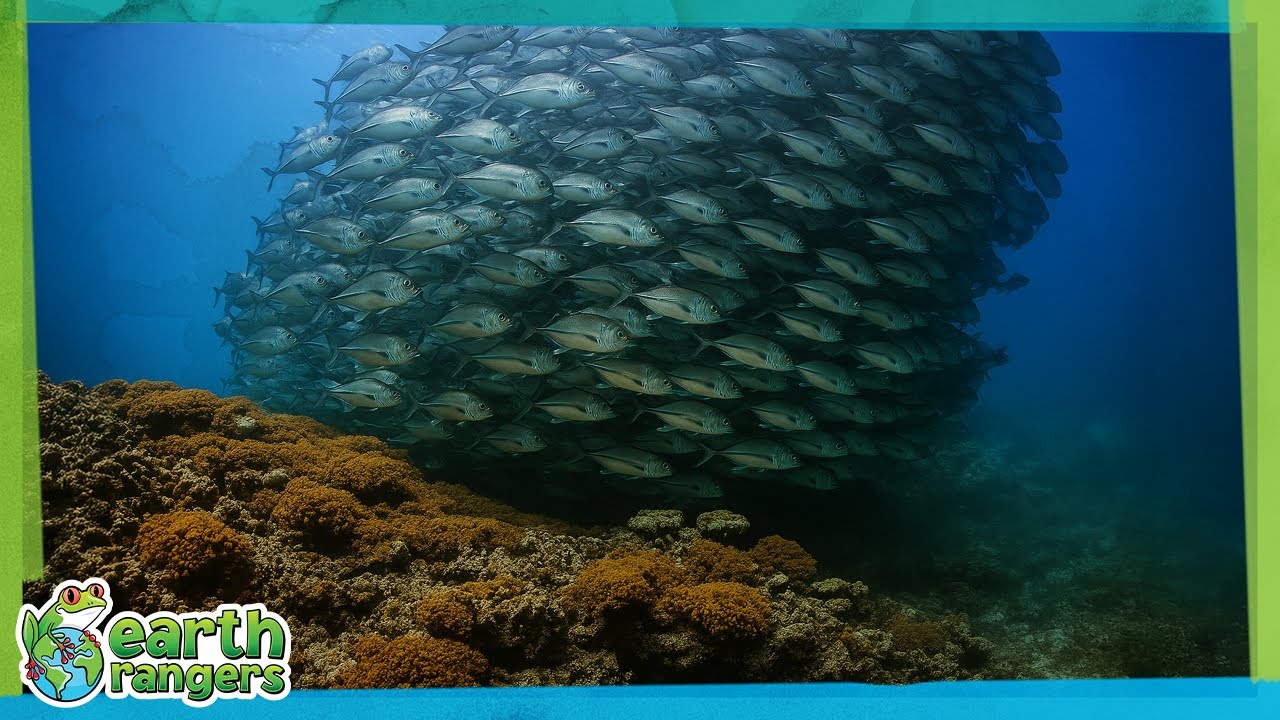 How Fish Stay Safe in Schools 🐟 | Earth Rangers