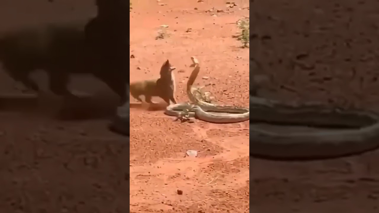 Clash of Cobra | Mongoose Immune to Venom from Birth | #cobra #kingcobra #mongoose #cobravsmongoose