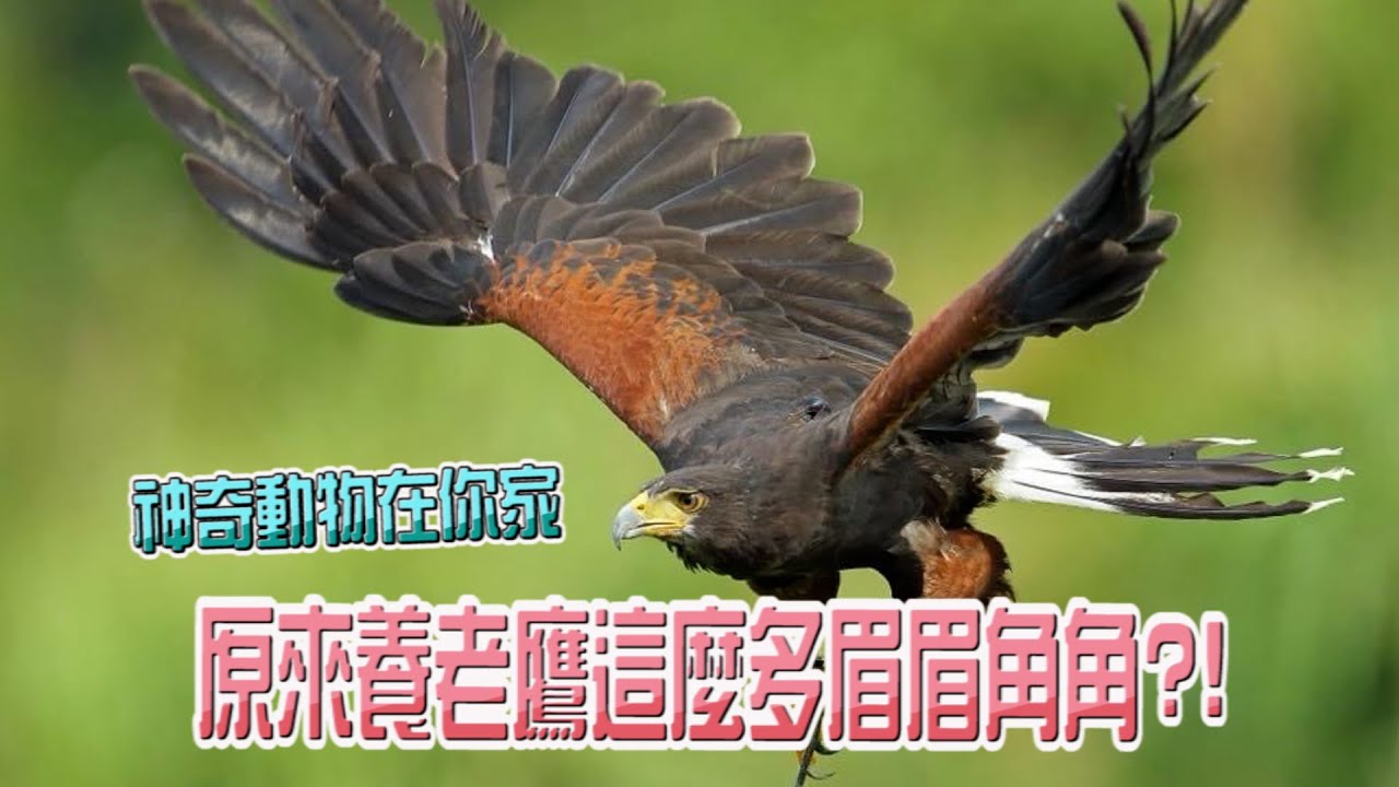 【神奇動物在你家】原來養老鷹這麼多眉眉角角？！栗翅鷹