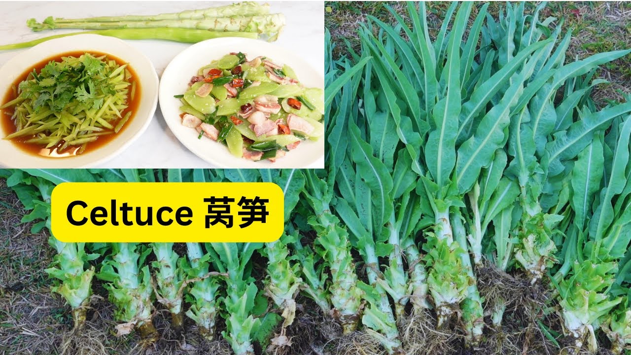 What is celtuce? How to make celtuce salad and stir-fry bacon celtuce. 美国自家菜园的莴笋菜，制作凉拌莴笋和培根炒莴笋