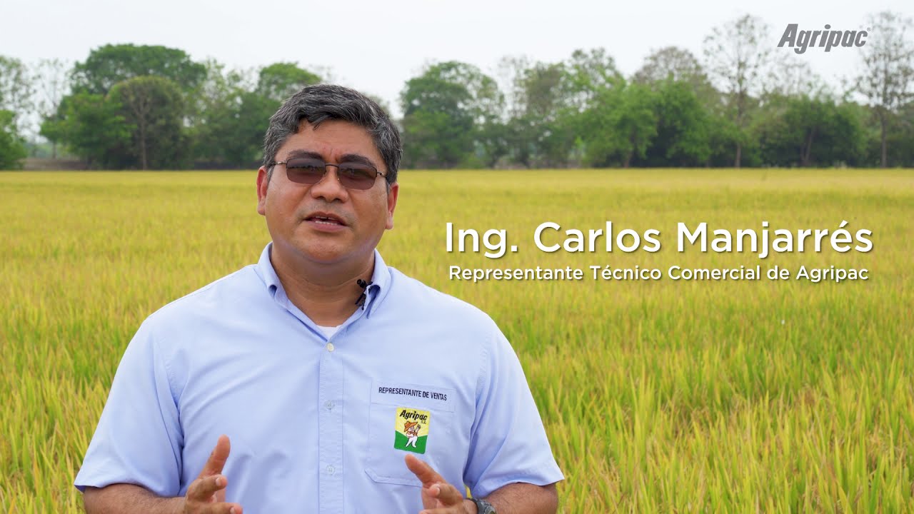 Enfermedades de la Espiga en Cultivo de Arroz