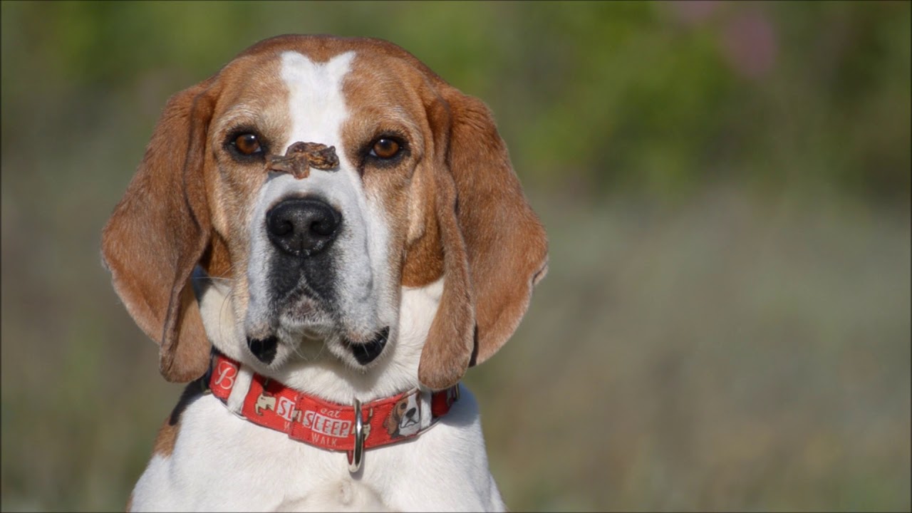 Ulubione gryzaki Tofika czyli testy e-pies.eu