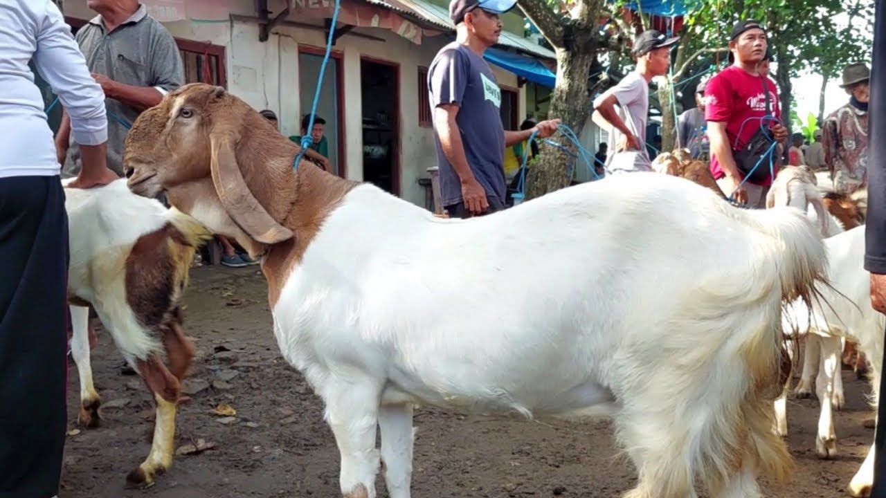 HARGA KAMBING TERBARU PASAR KAMBING JETIS PONOROGO