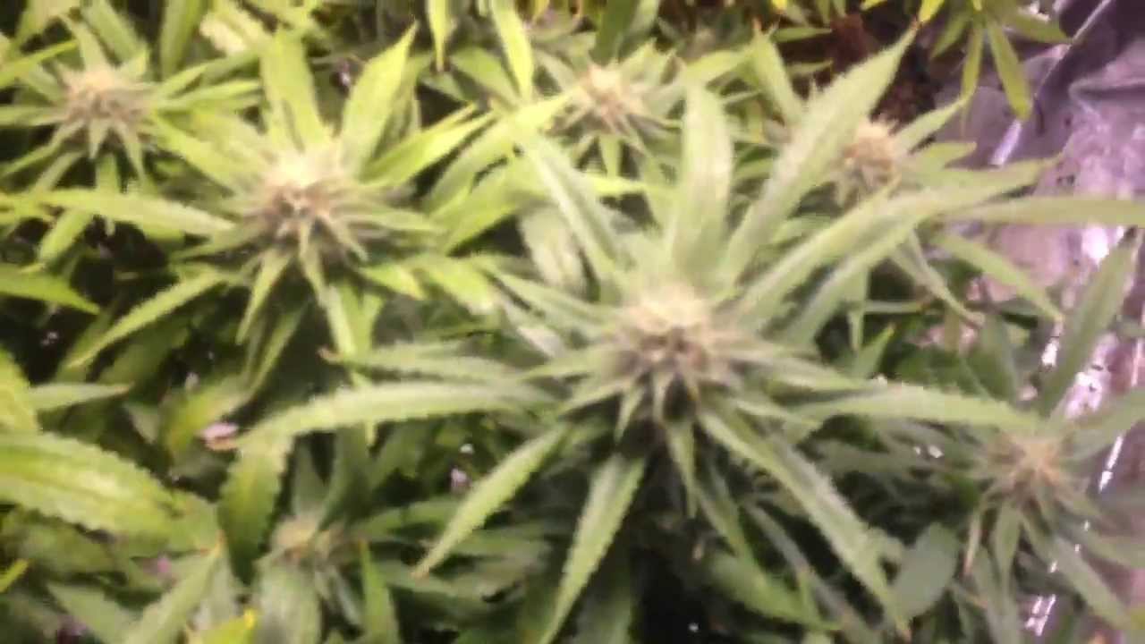Uk psychosis and blz bud day 27