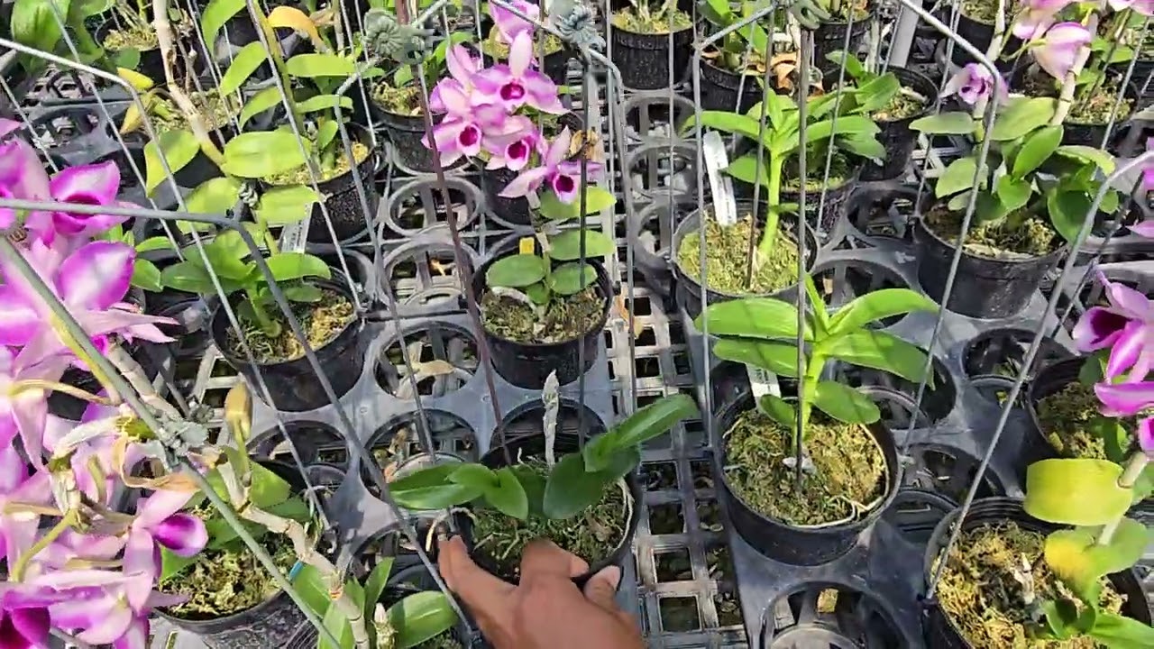 新芽長的快，不要太高興
