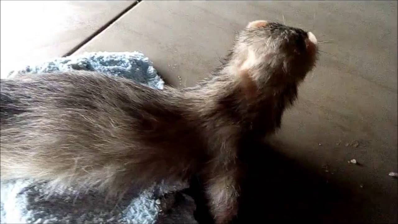 INSULINOME FURET 4 septembre 2016  16h43