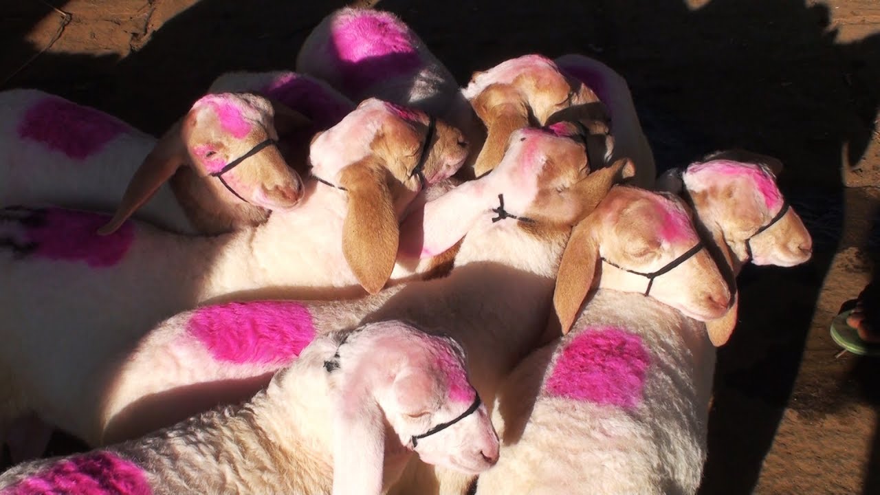 Beautiful Bandur baby sheep at Rs. 7500 each