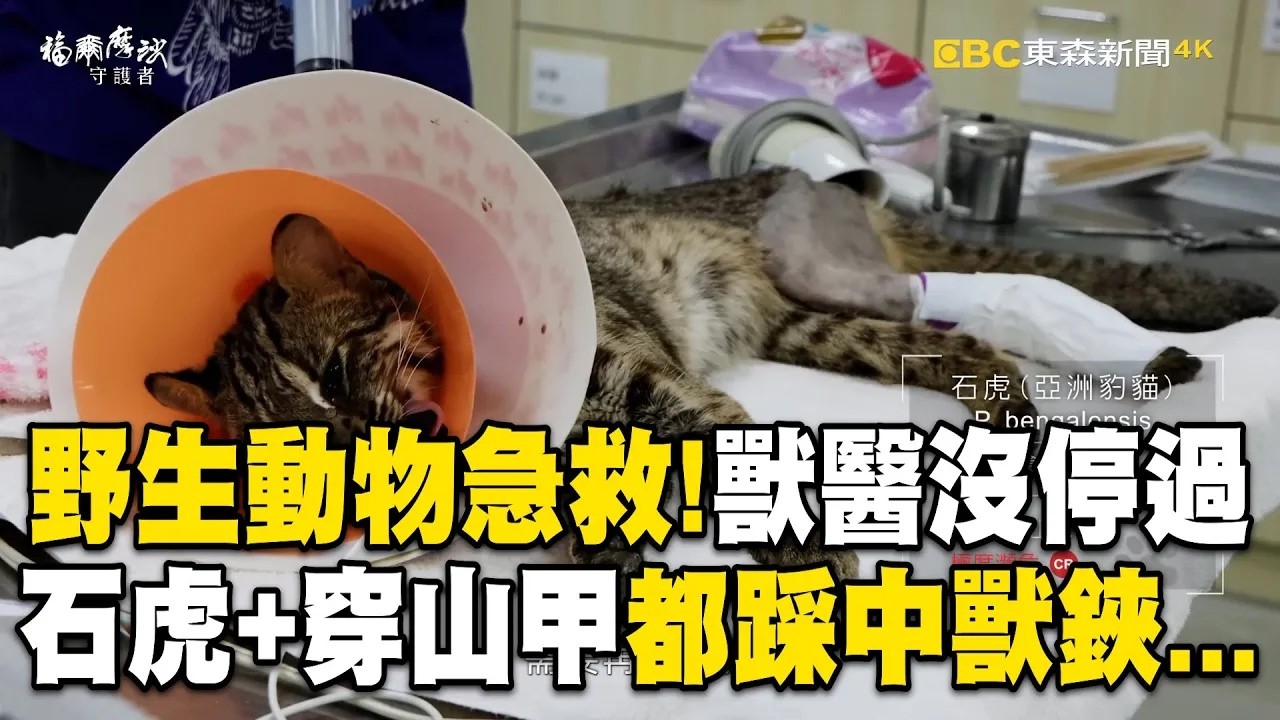 直擊野生動物急救站「獸醫師救治沒停過」！石虎＋穿山甲「都踩中獸鋏」人類變動物剋星.../臺灣黑熊「僅剩下不到六百隻」！國寶陷絕種危機 @EARTHFOCUS_EBC  ｜舒夢蘭