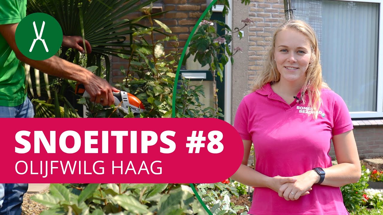 Hoe snoei je een olijfwilg haag? | SnoeiTips #8