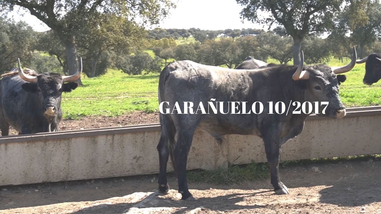 VIDEO TORO GARAÑUELO 10/2017
