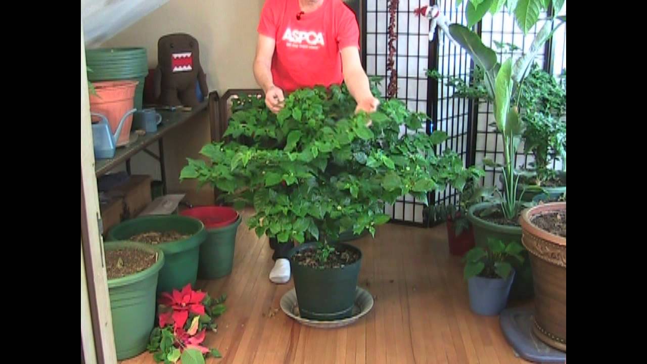 NEXT step in pruning your plants!