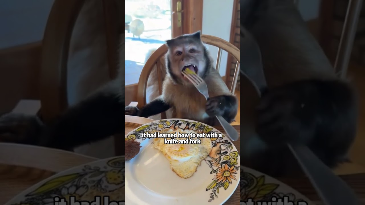 A couple adopted an orphaned baby monkey, and to their surprise, this little life…