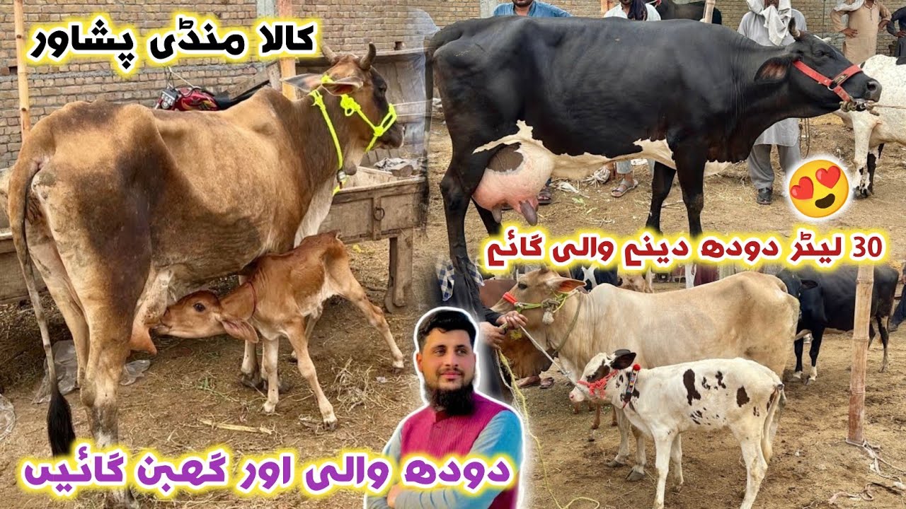 Dairy Cow Mandi 30 Litter Doodh Wali Cow | Kala Mandi Peshawar New Updates 2025-2026 | Izhar Ali 