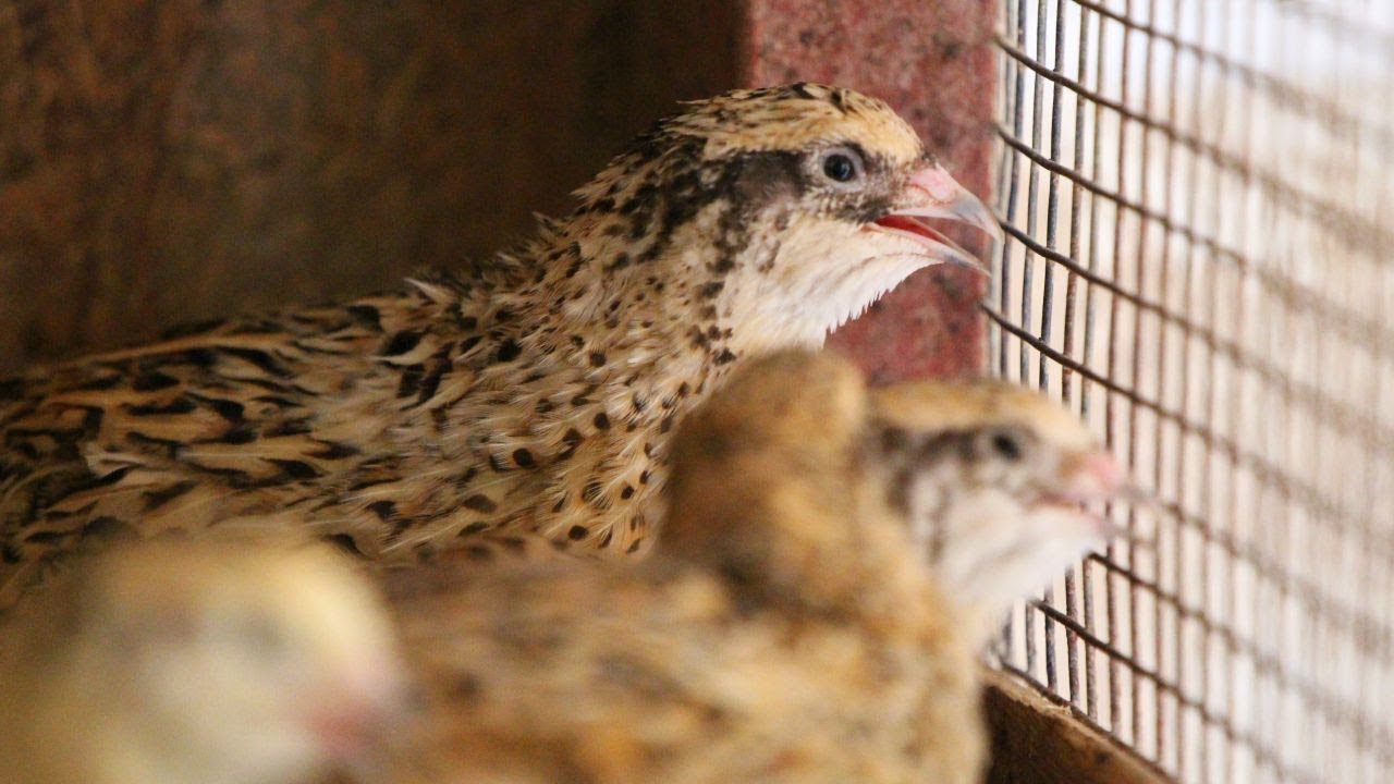 Egészséges és finom is a fürjtojás - de hogyan kell tartani a madarakat?