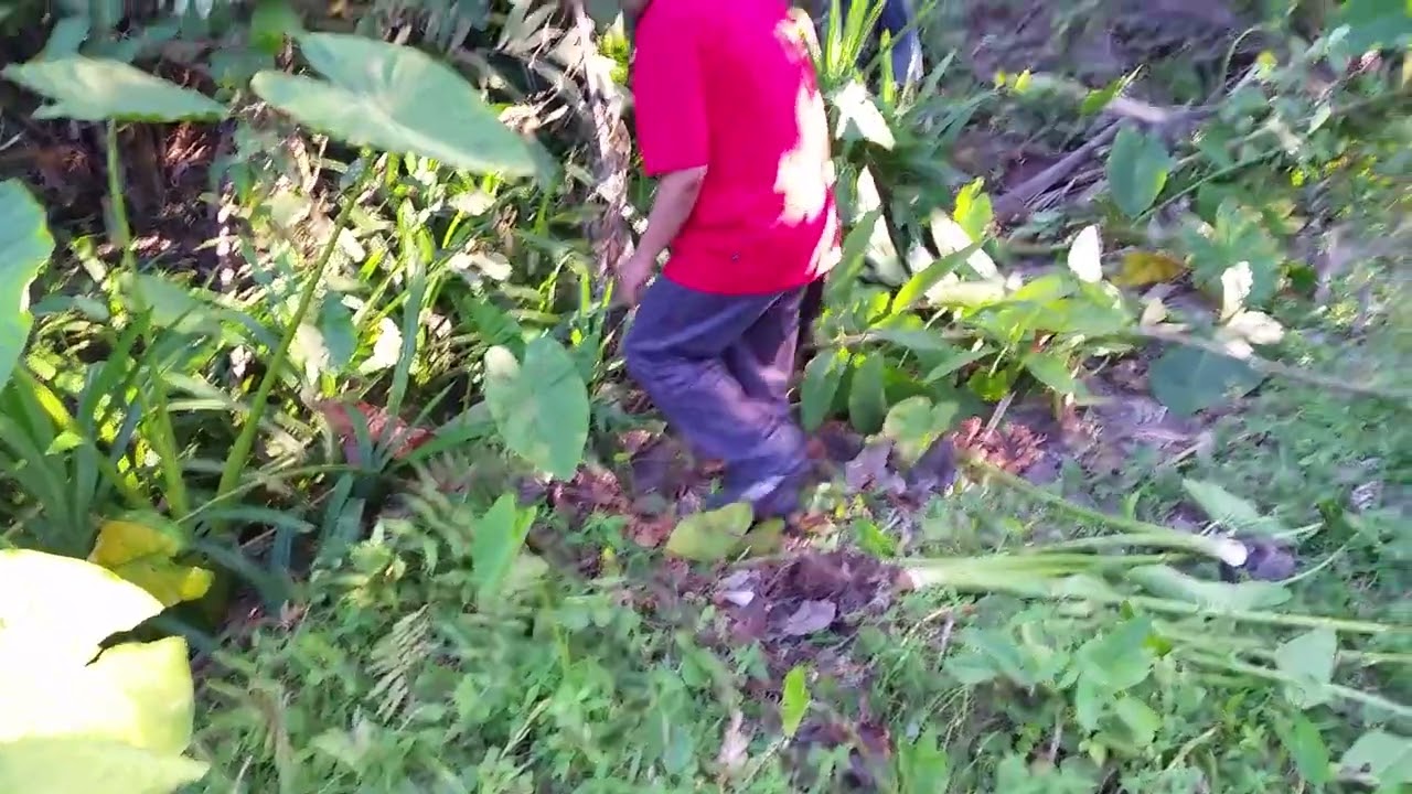 20150506 Kebun Danan