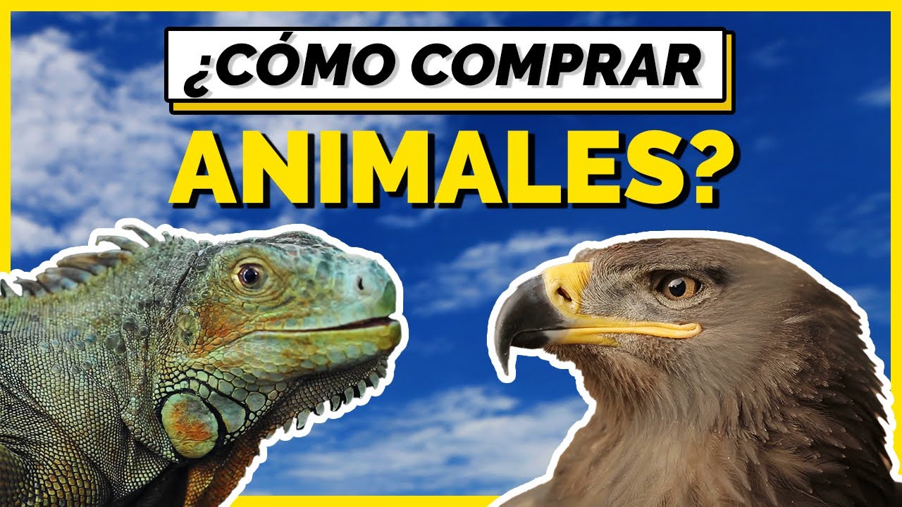 ¿CÓMO comprar animales EXÓTICOS de forma legal en MÉXICO? | ¿QUÉ es la Nom 059?