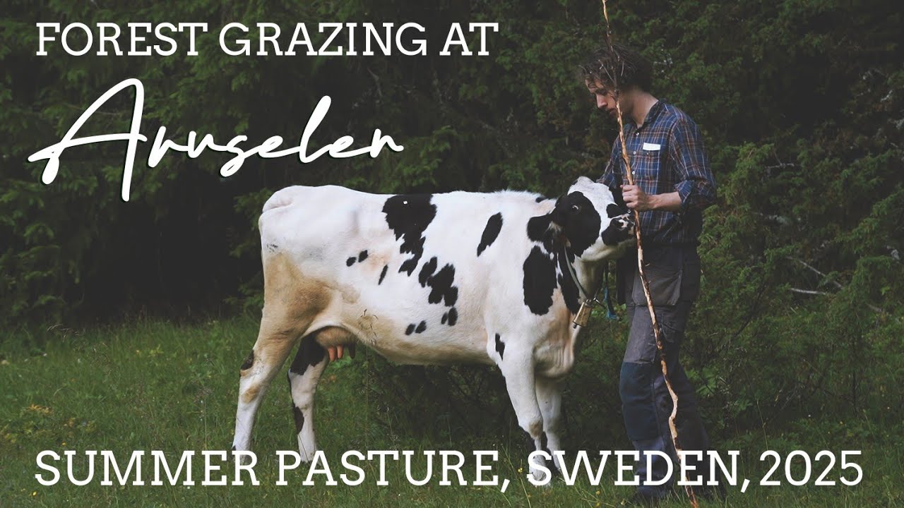 Forest grazing (agroforestry) - Summer pasture & daily cores at Arvselens f&auml;bod, Northern Sweden 