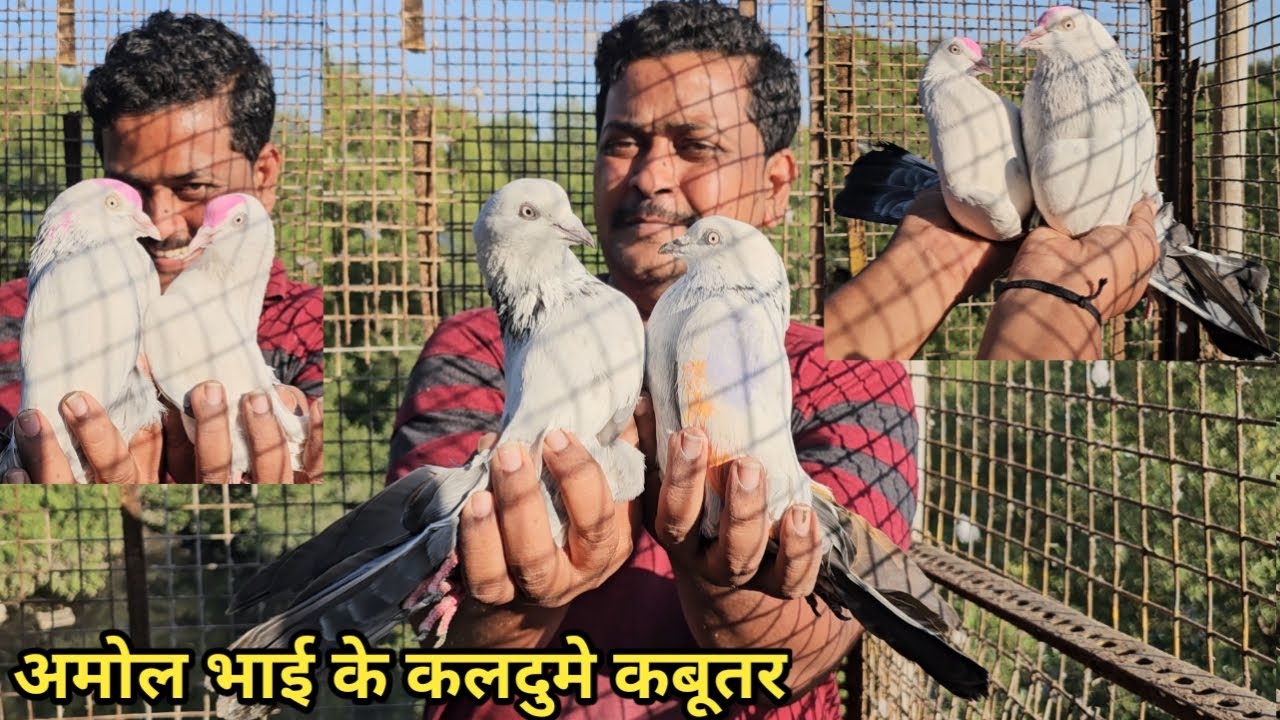 Amol Bhai Ke Kalpare Kaldume, 20 Par Kale Kaldume Kabootar. Jai Kabootar jai Kabutar Jay Kabutar