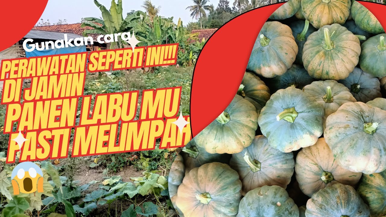 Cara melakukan perawatan labu kuning ‼️ dari awal tanam sampai panen agar hasil panen melimpah