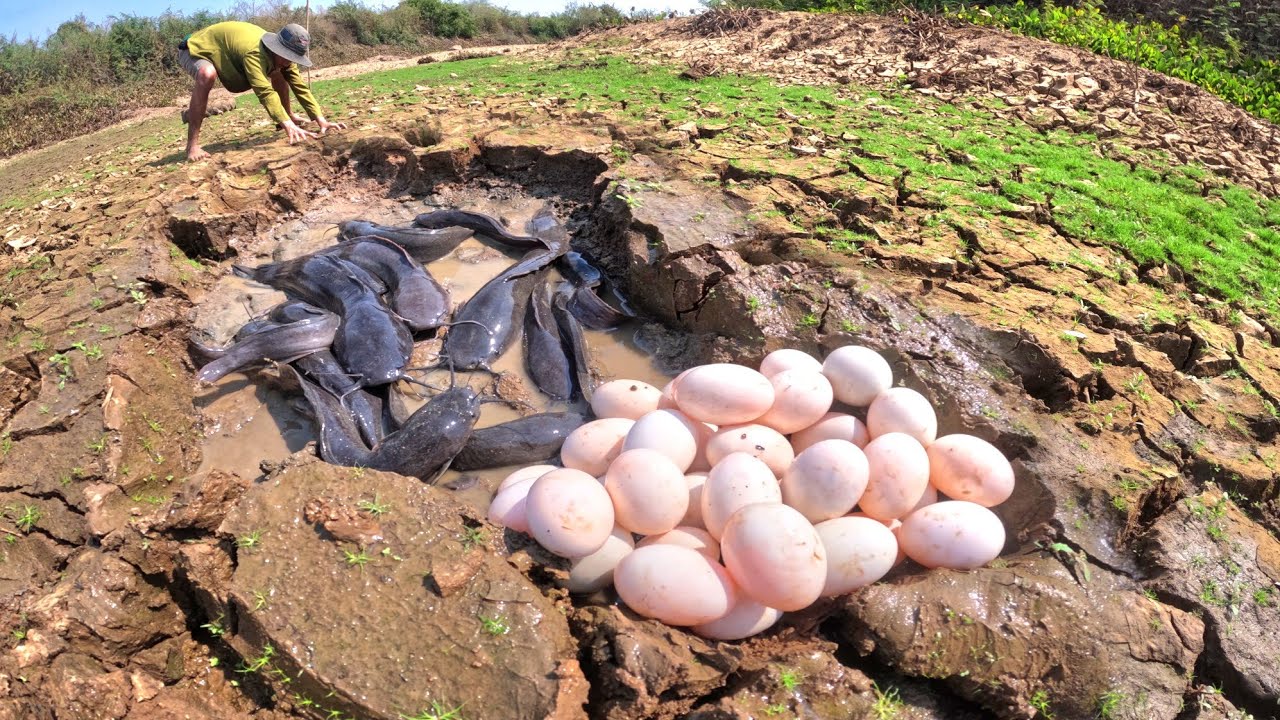 Top skills! catch a lot of fish and pick duck eggs in rice field by hand
