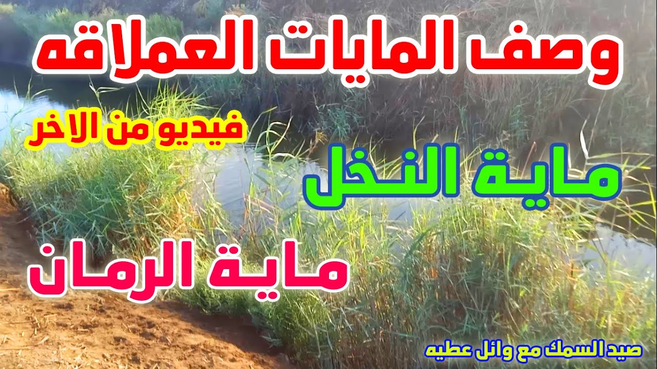 وصف المايات العملاقه#ماية_النخل_و_ماية_الرمان#fishing