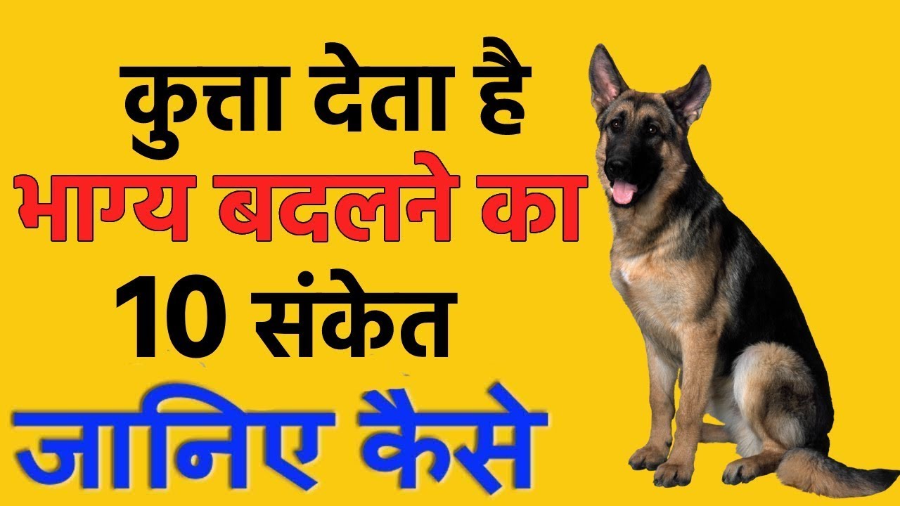 रातो रात अरबपति बनना चाहते हैं तो ! कुत्ता के बताये हुए 10 शुभ संकेत | कुत्ता से जुड़े शकुन-अपशकुन
