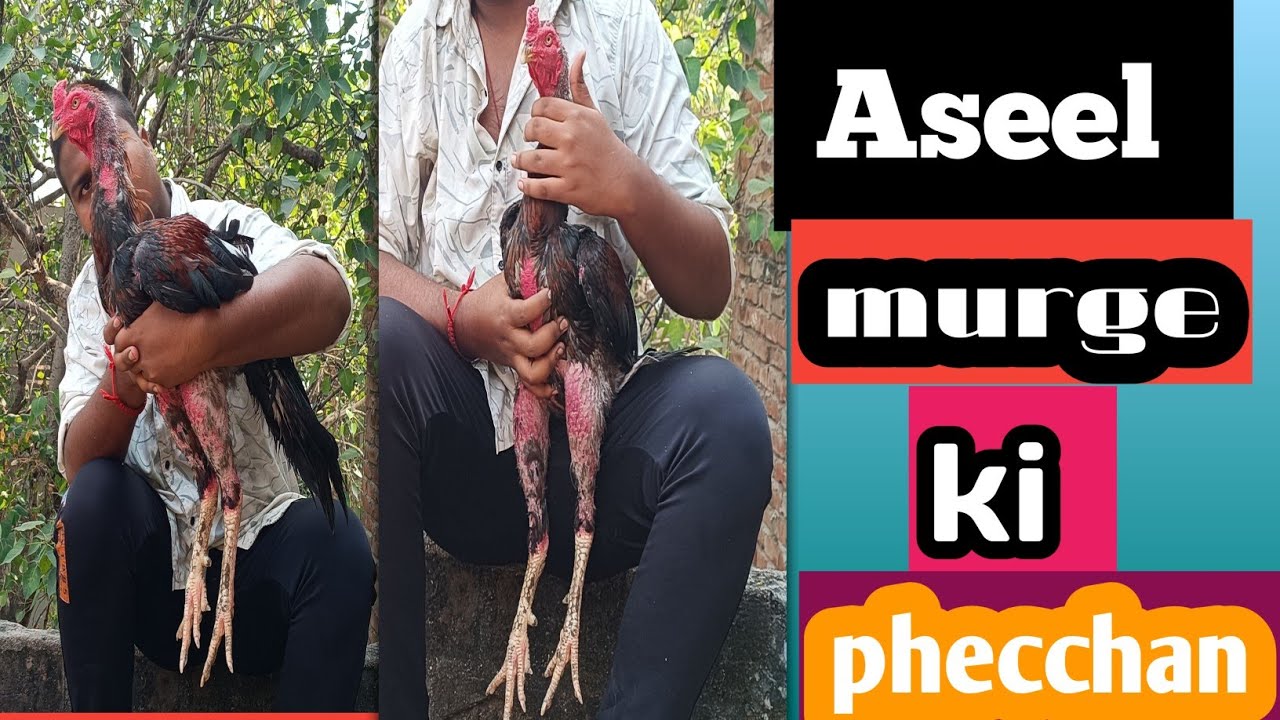 How to identify a pure chicken #What is the identification of a pure chicken #How to check ✅ complete pure chicken 