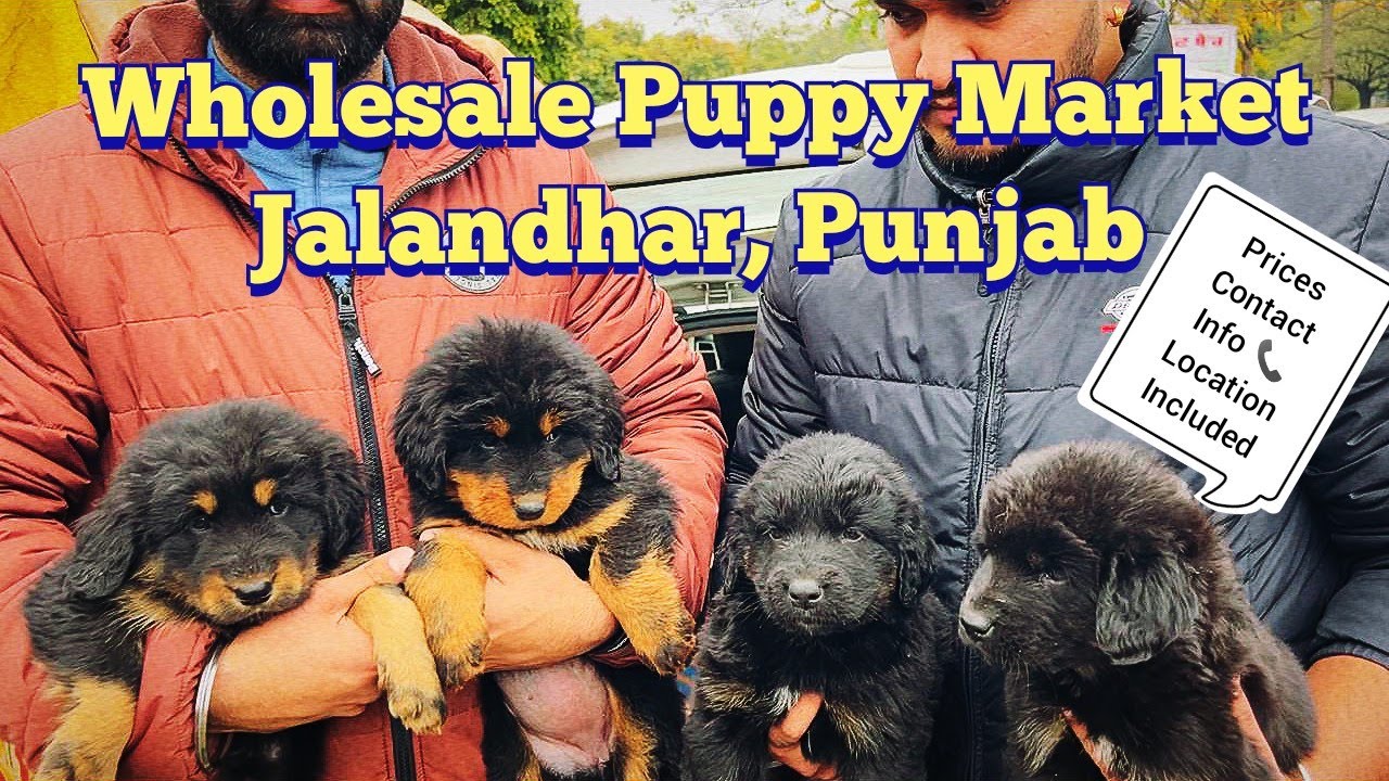 Wholesale Puppy Market in Punjab, Jalandhar | Recent Prices | Science City Dog Show 2024 | KCI | UKC