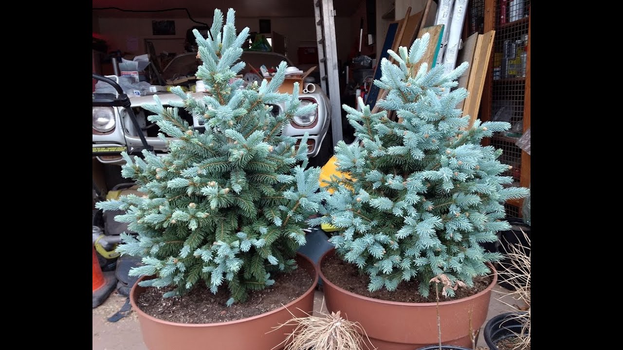 How I'm Starting Pine Trees From Seed