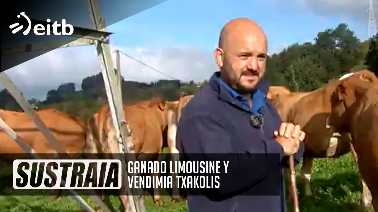SUSTRAIA: Ganado Limousine y Vendimia Txakolis