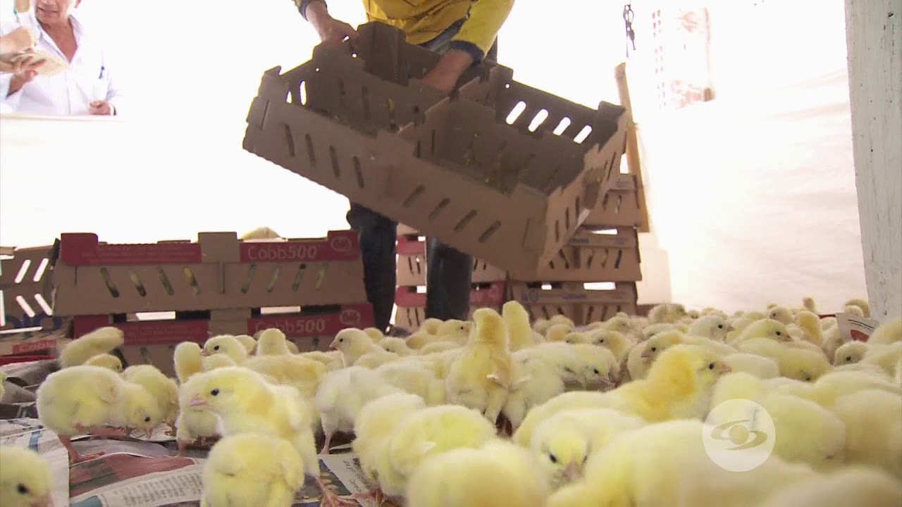 Cuidados de los pollos recién nacidos | La Finca de Hoy
