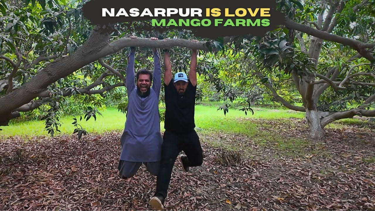 Nasarpur Is Love 🥭 Mango Farms Of Nasarpur