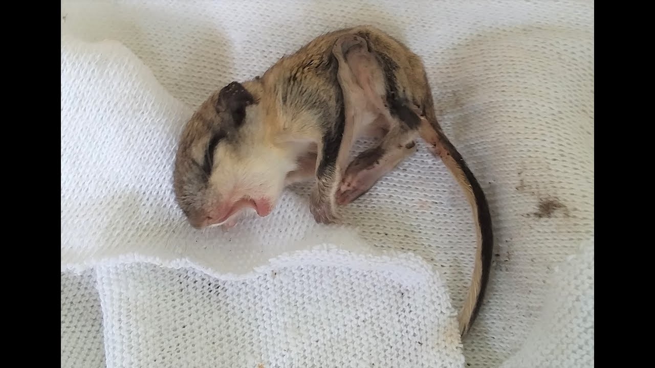 Flying Squirrel Baby Rescue : Wildlife encounters
