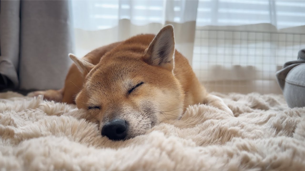 ちちのスパルタ特訓に疲れ果てた柴犬