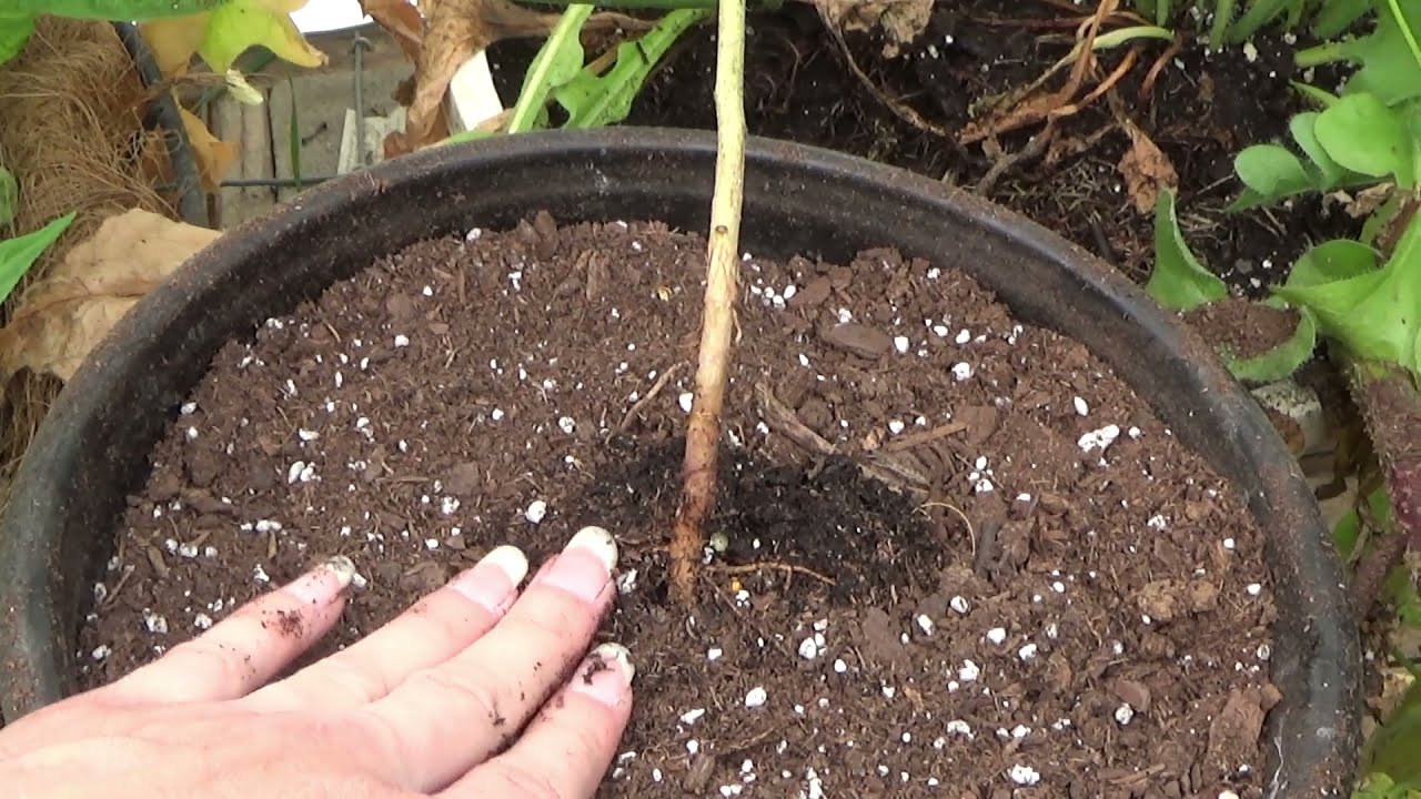 Transplanting Lemon Gum Eucalyptus Seedling To Larger Container