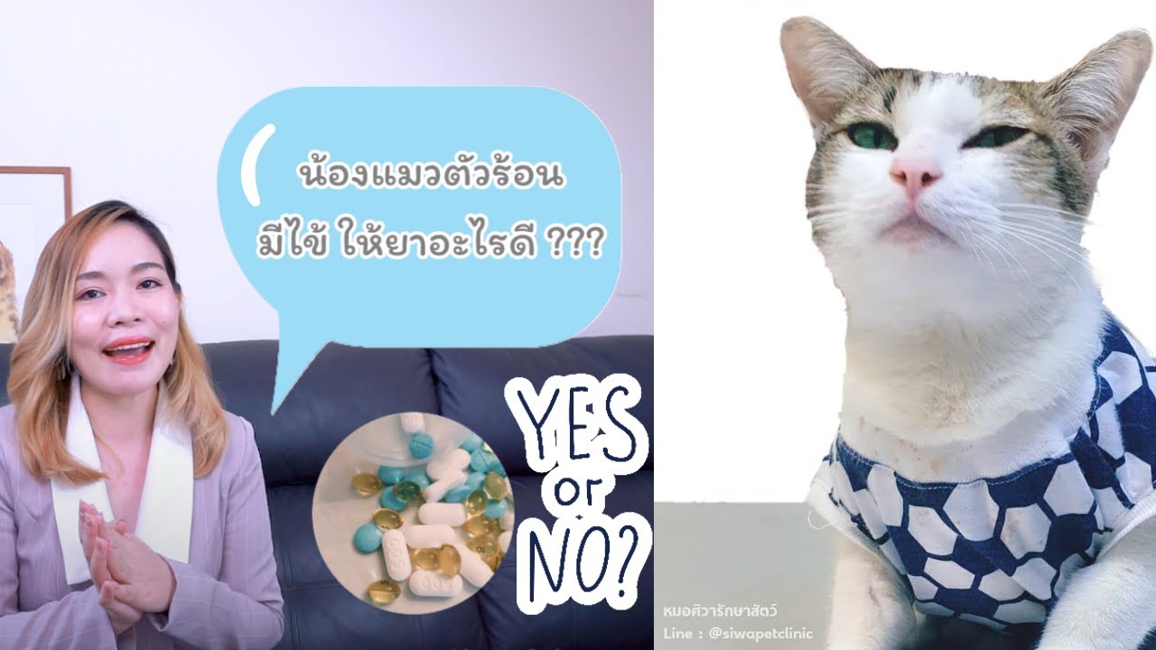 แมวมีไข้ ให้ยาอะไรดี ???