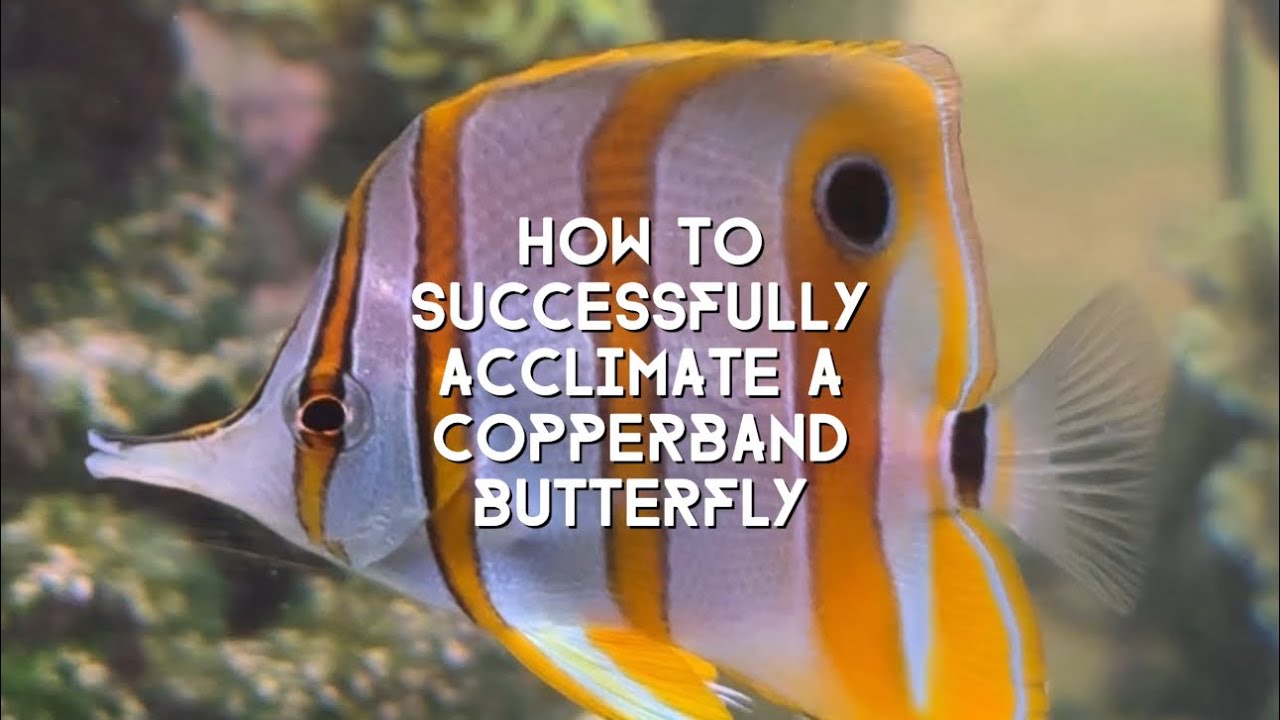 HOW TO SUCCESSFULLY ACCLIMATE A COPPERBAND BUTTERFLY Fish to your Home Aquarium