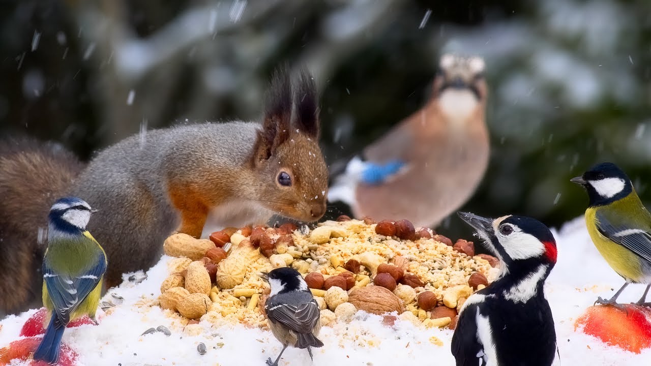 Best for Cats 😺 Lots of Birds, Red Squirrels and Falling Snow (10hrs)