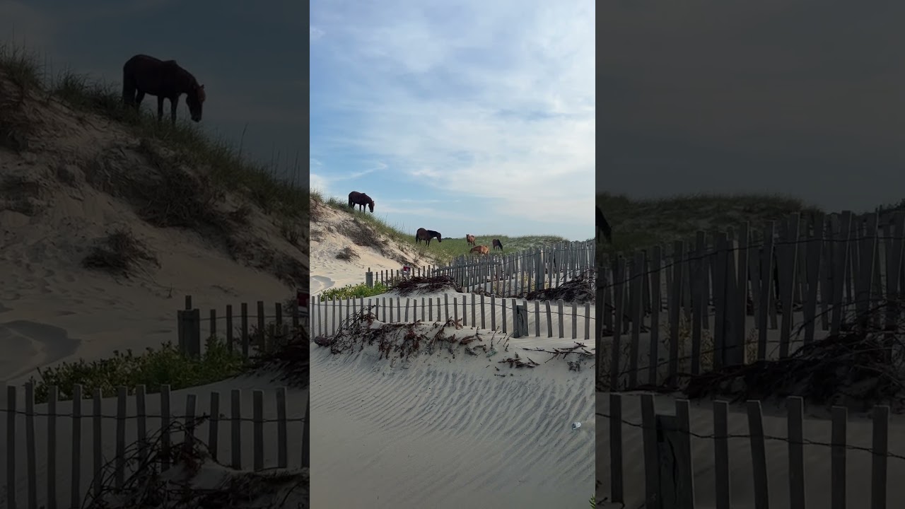 The wild horses of Corolla, NC