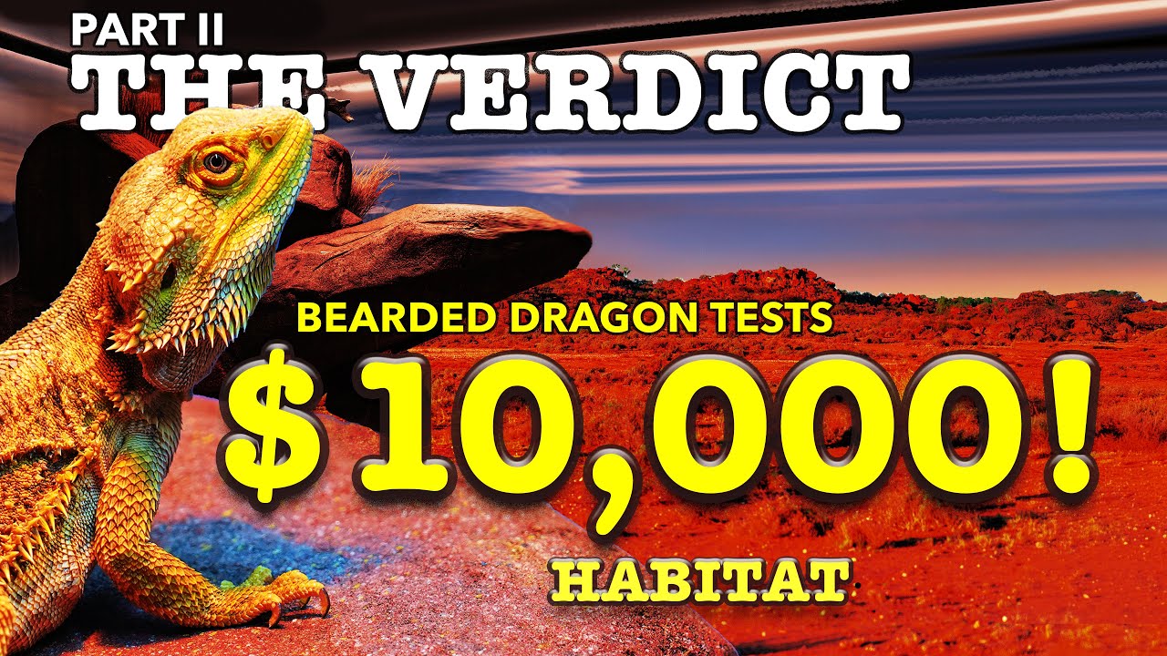 $10K Bearded Dragon Enclosure Build | PART 2: Edgar Moves In!