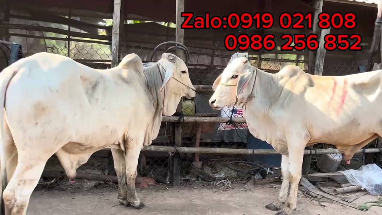 Trại bò 2 rừng nay có bò mới về ngày 11/3–2026