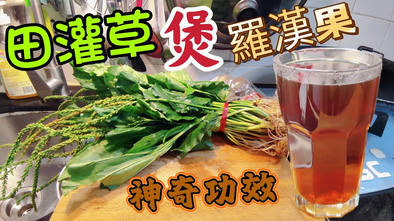 〈職人吹水〉田灌草/有去濕利尿功效/煲羅漢果/更有化痰止咳功效/對於婦女週期生理疾病/有特別功效/田灌草煲羅漢果/更有清肝明目糖尿病都啱飲/頻道會員優先 @singsingkitchen/