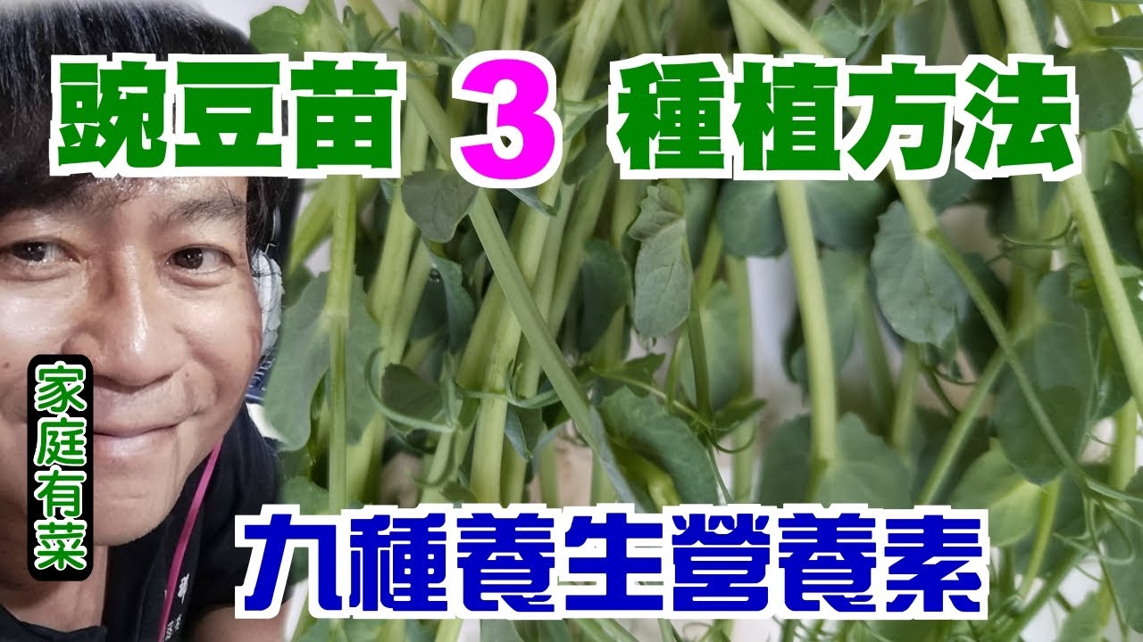 【家庭有菜】簡單的三種豌豆苗種植的方法，一定成功