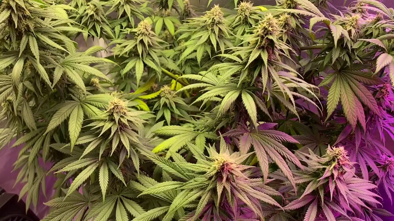 Day 45F G13 and LSD Grow Barney&rsquo;s Farm