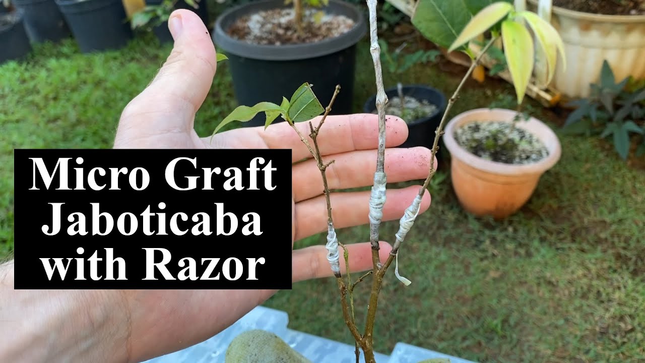 Micro Graft Plinia sp. Grimal Jaboticaba onto Sabara rootstock with razor blade