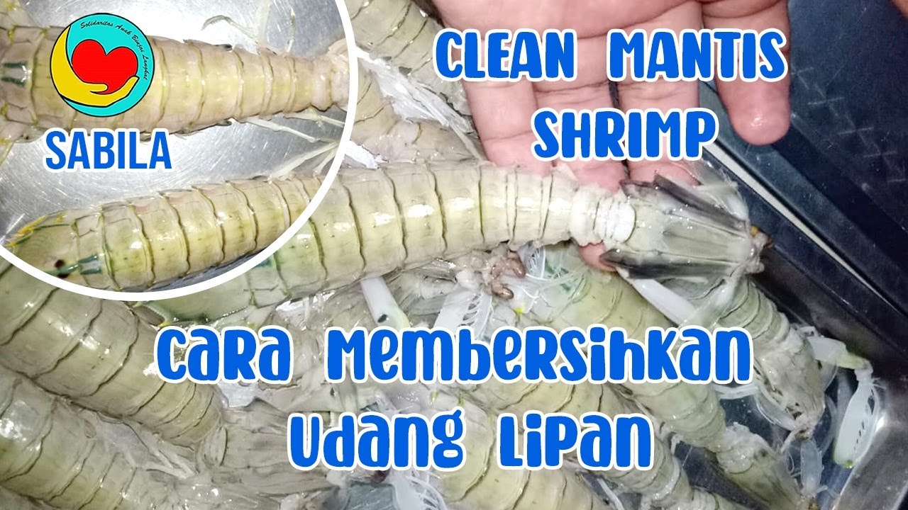 CARA BERSIHKAN UDANG LIPAN || CLEAN MANTIS SHRIMP